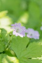 Pencilled geranium, Geranium versicolor purple red veined flower Royalty Free Stock Photo